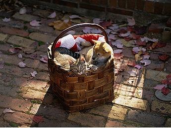 《回到未来》新游戏开发中 原编剧鲍勃·盖尔参与